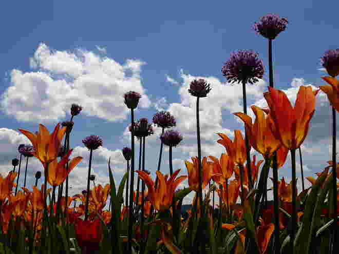 Tulpen und Kugellauch