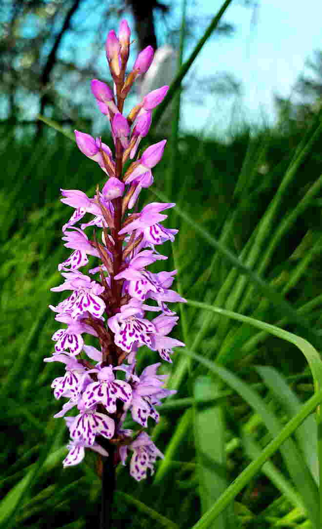 Geflecktes Knabenkraut