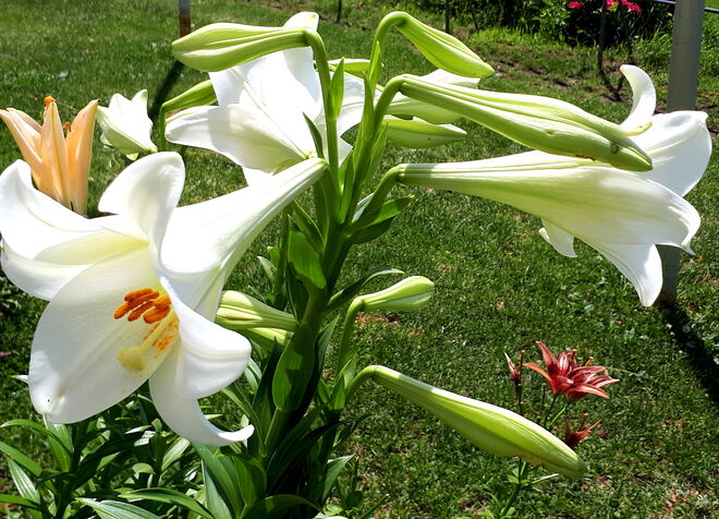 Lilien