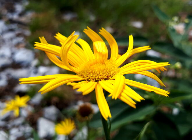 Weidenblättriges Ochsenauge