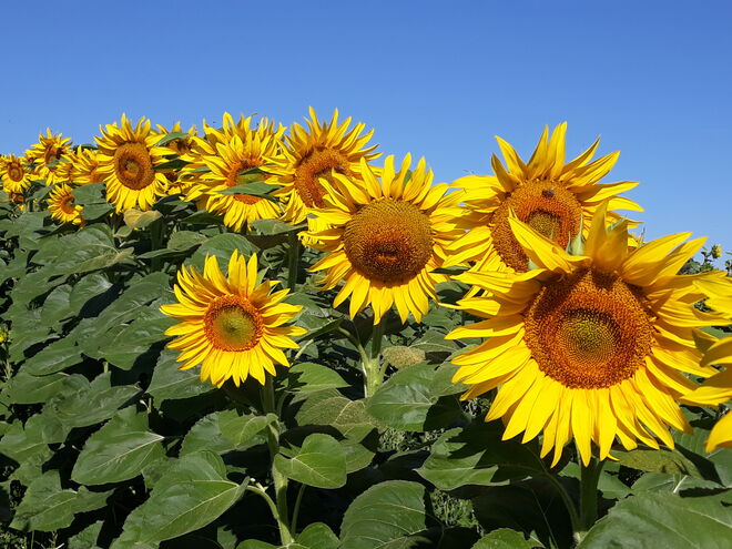 Aus der Reihe getanzt....