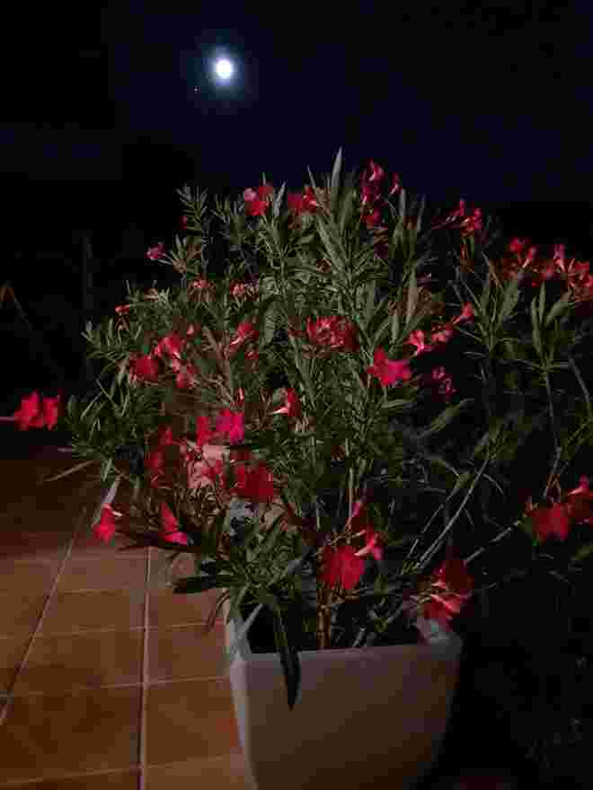 Nur der Mond schaut zu
