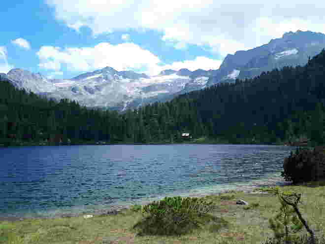 Reedsee
