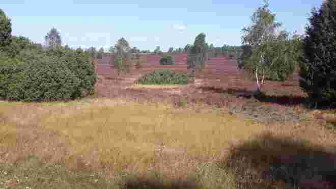 Lüneburger Heide