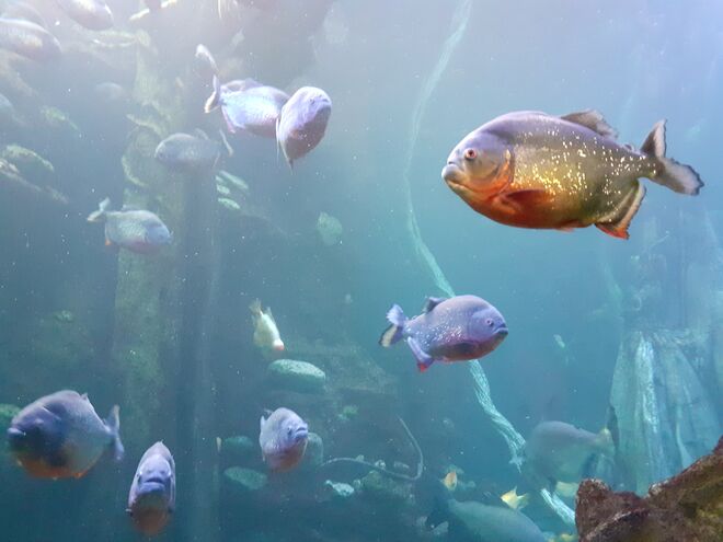 Gefährliche Gesellen