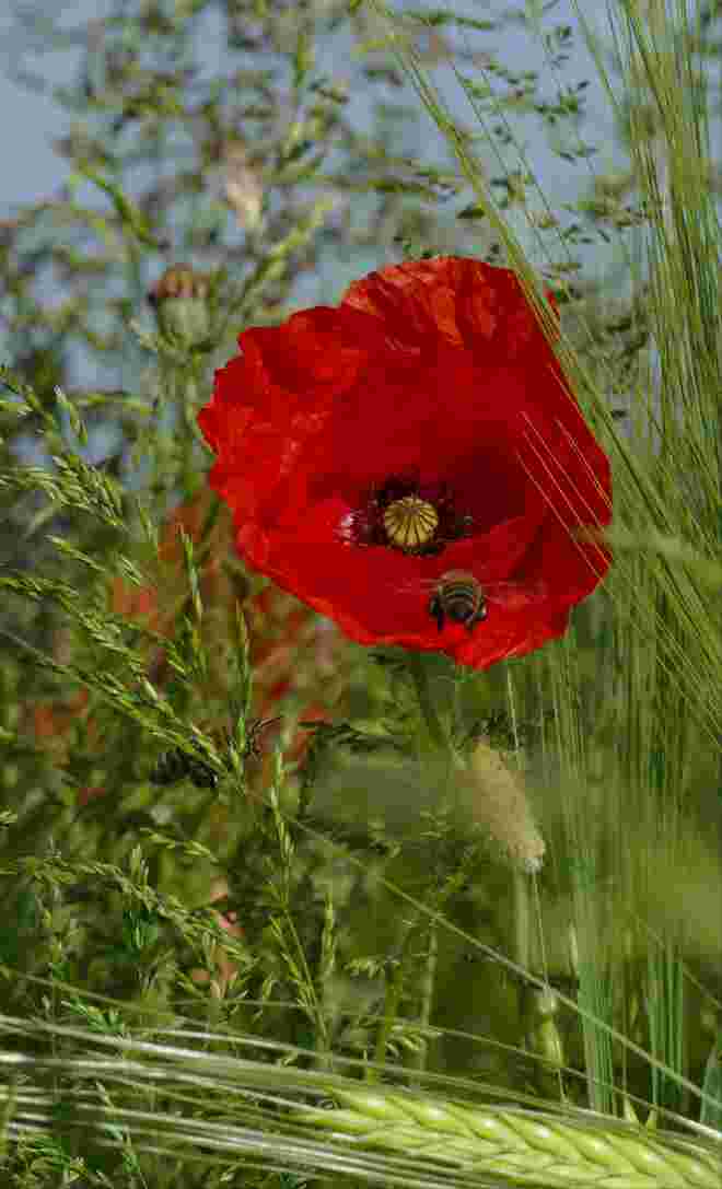 Mohnblume