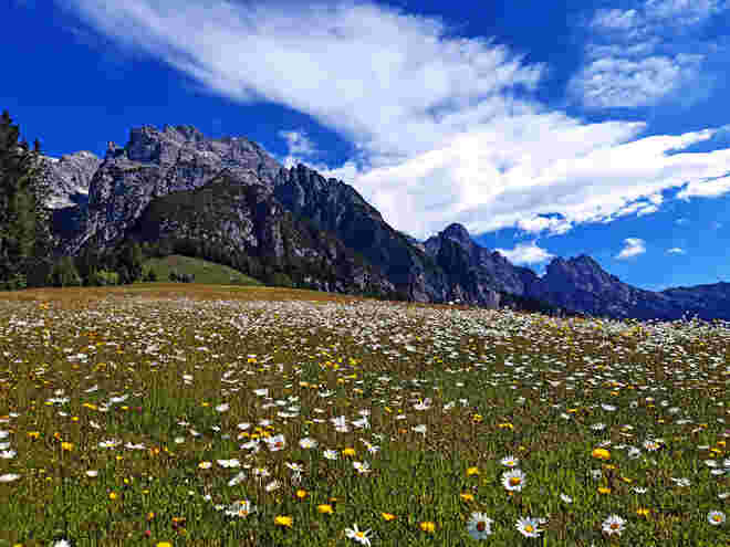 Wiesenblumen-Freund