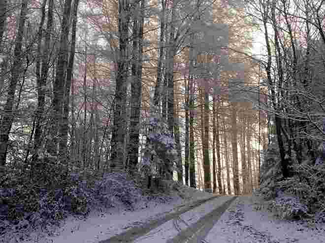 Winterwald...