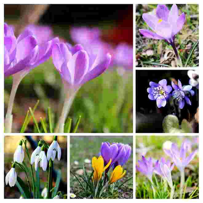Blumenteppich