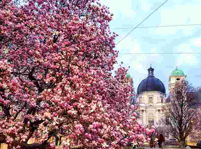 Der wahre Frühling beginnt mit Magnolie