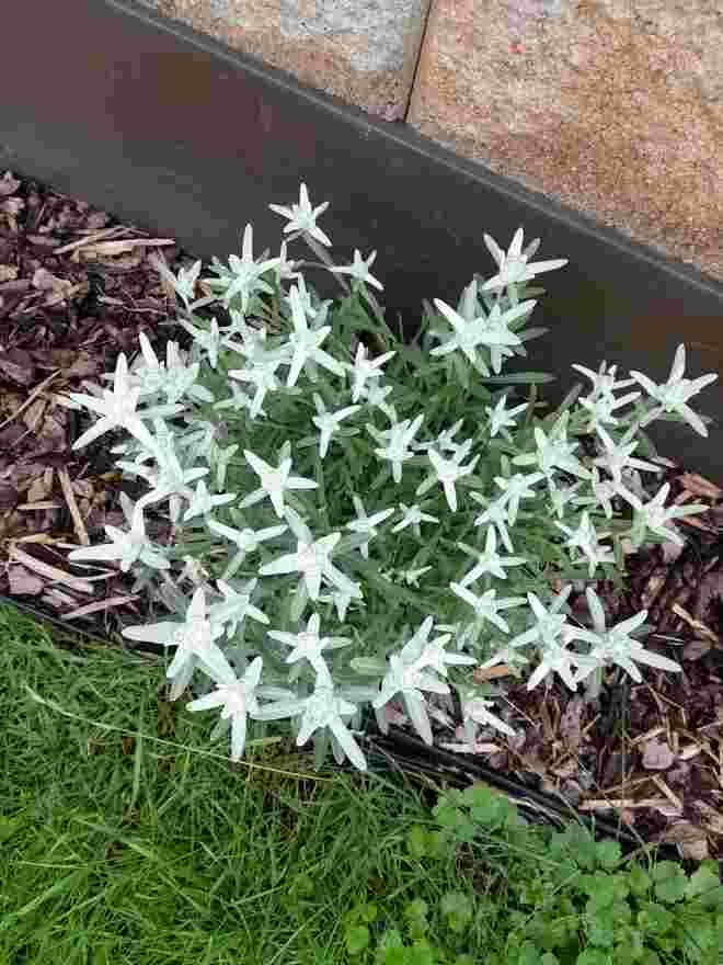 Edelweiss