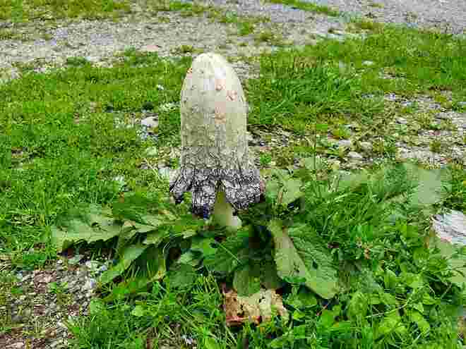 Welcher Pilz ist das?