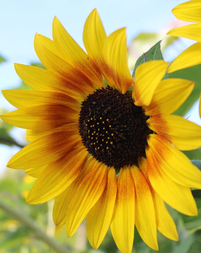 Noch ein bisschen Sommer