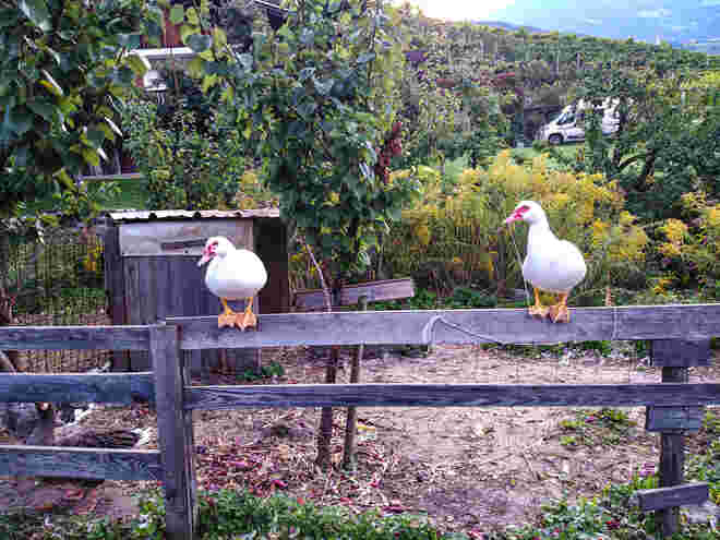 Wächter