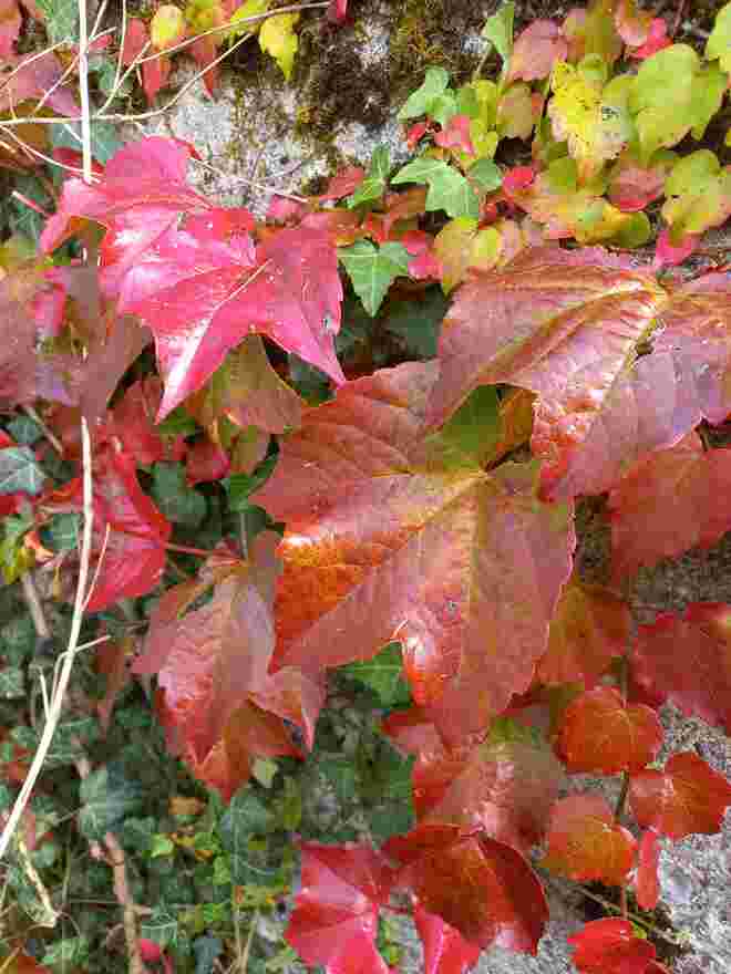 WILDERWEIN 