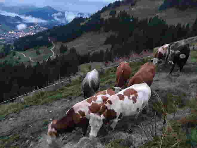 Letzter Abend auf der Alm wird mit Heu versüßt...