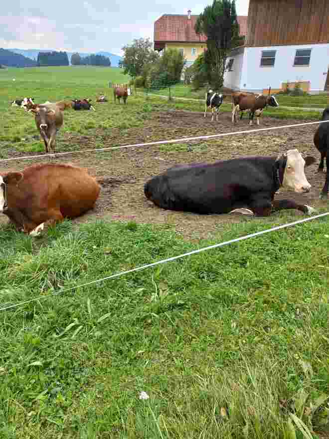 MITTAGSBAUSE FÜR KÜHE 