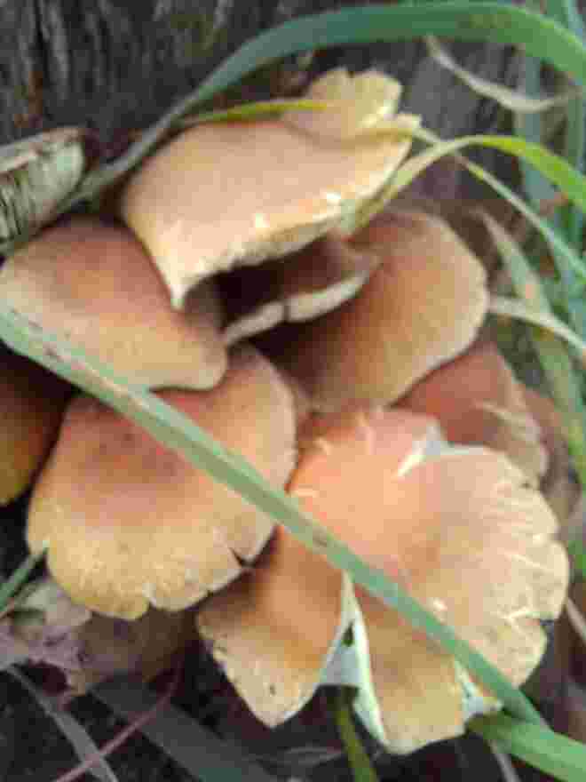 PILZE AM BAUM 