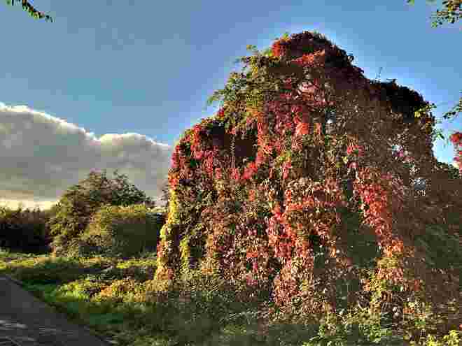 Herbststrauch