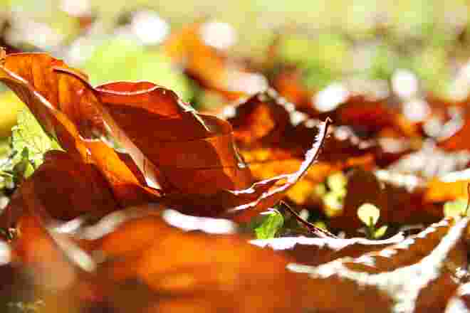 Herbstliches Leuchten