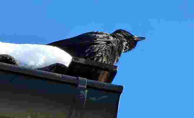 Black Bird