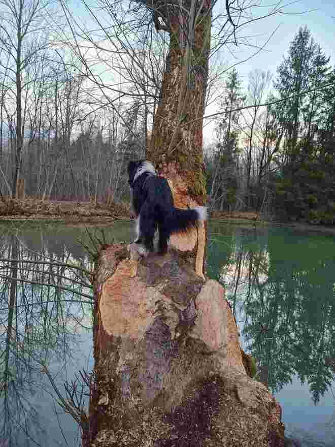 Biber-Baum