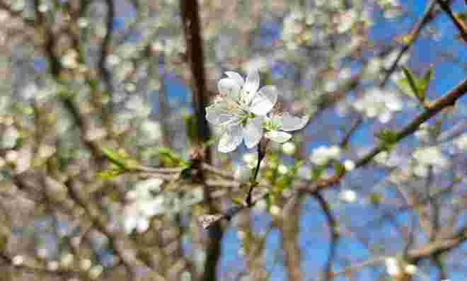Zarte Blüte