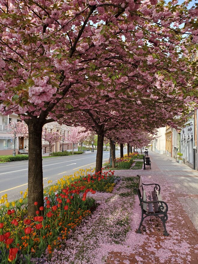 Frühspaziergang in meiner Heimatstadt