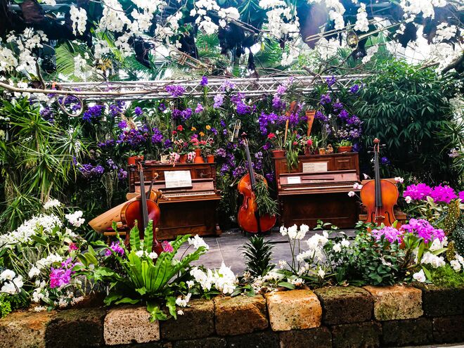 Blumen und Musik