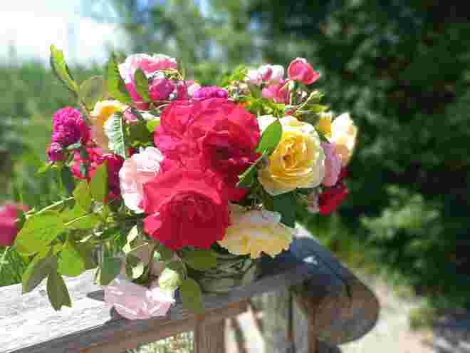 Zeit der Rosen....