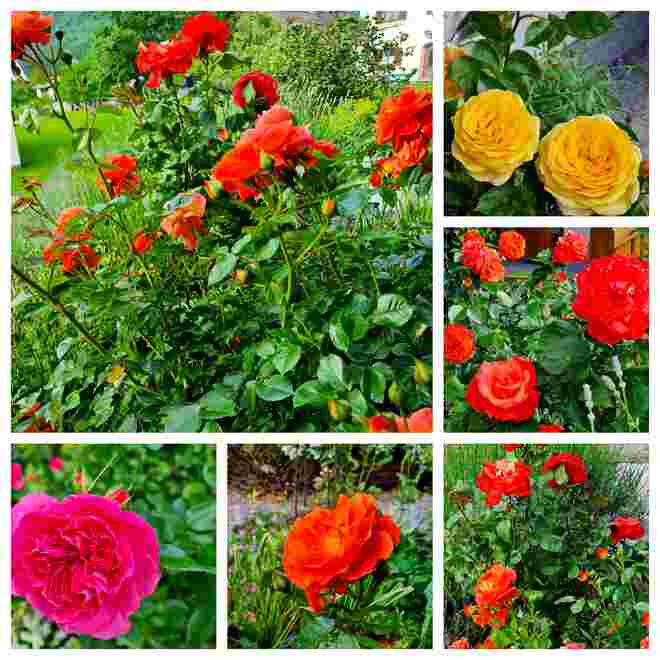 Rosenduft liegt in der Luft