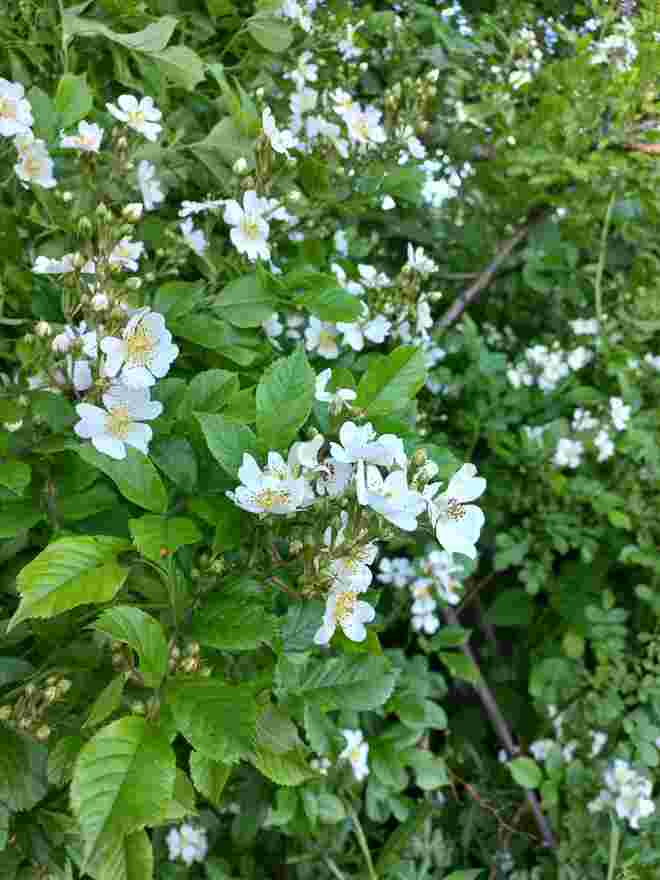 WILDE ROSEN AM BACH