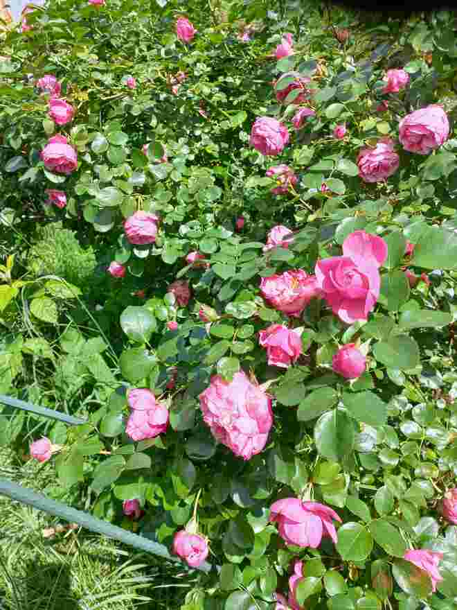 AM MORGEN IM GARTEN 