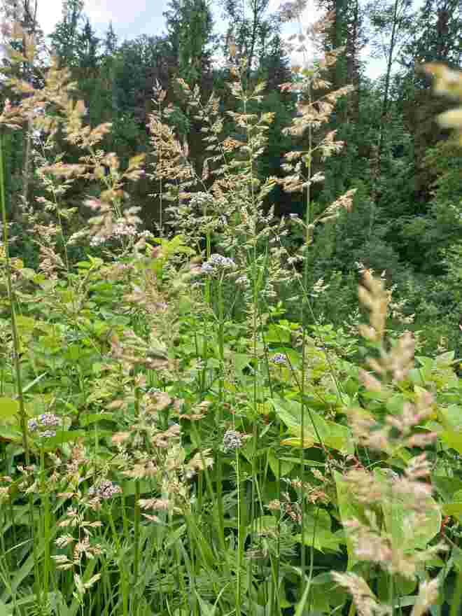 HOHE WIESE 