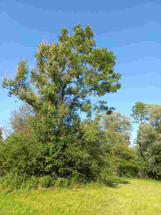 EIN BESONDERER BAUM