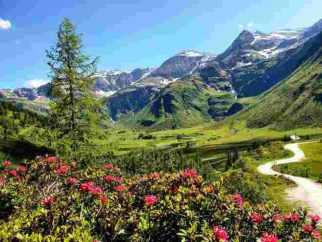 Almrauschblüte