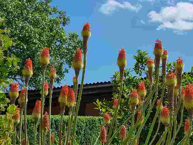 Fackellilie (Kniphophia )