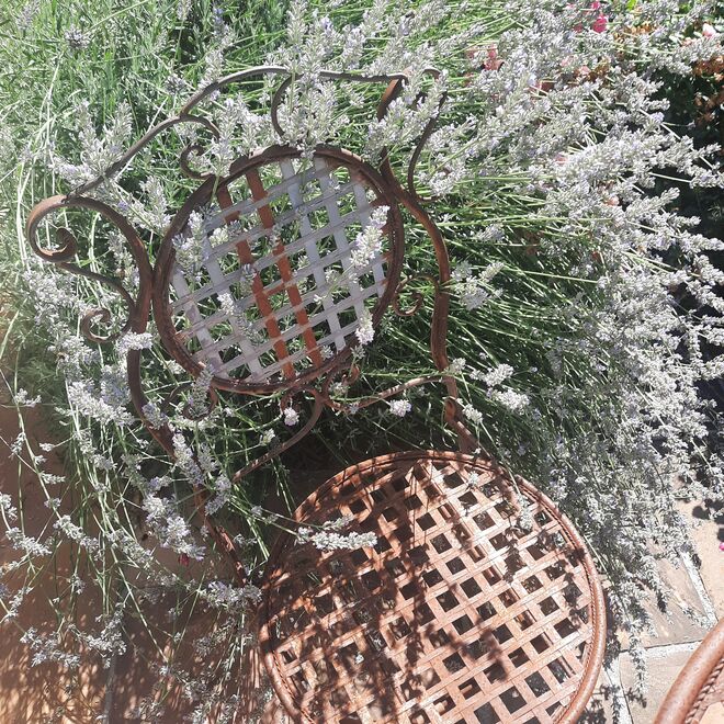 Lavendel ist Sommerzeit 