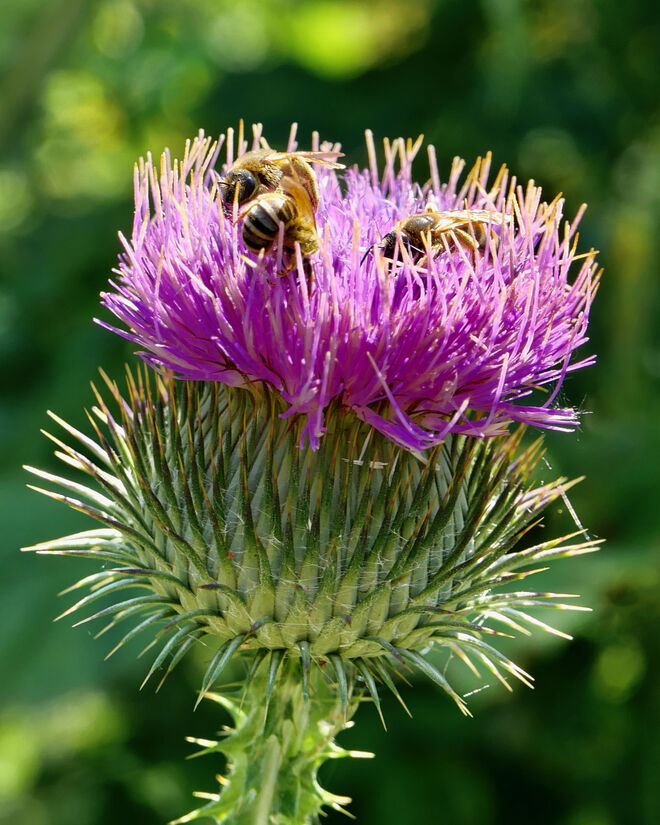 Nur net drängeln ..