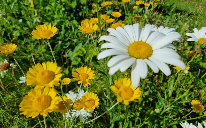 Prachtvolle Blumenpracht