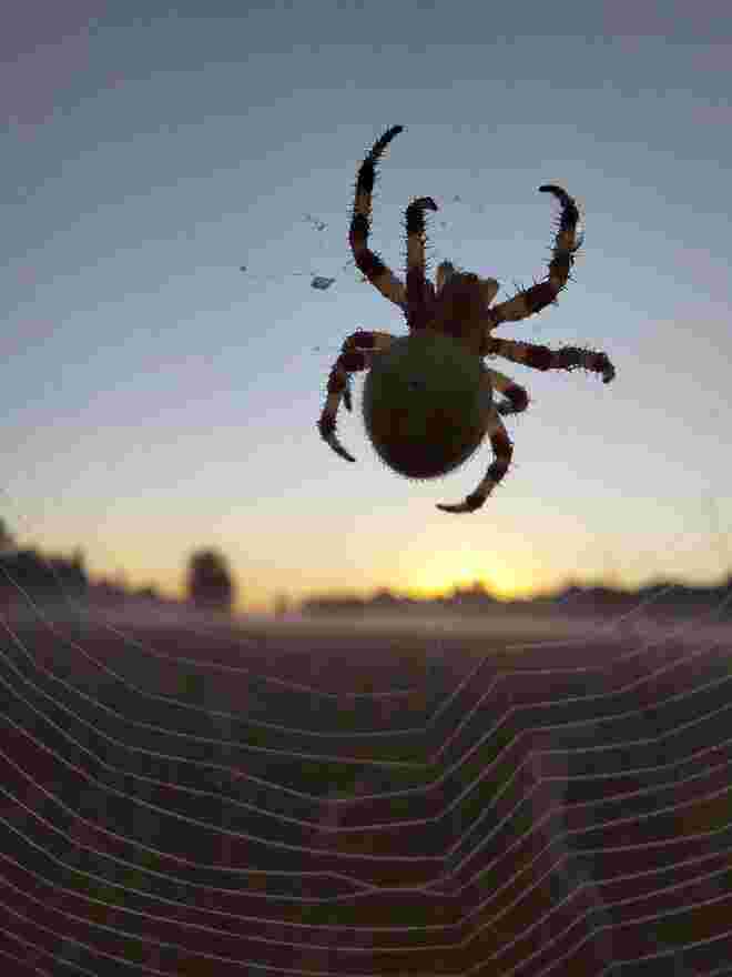 Spinne um Morgengegenlicht
