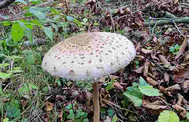 Parasol