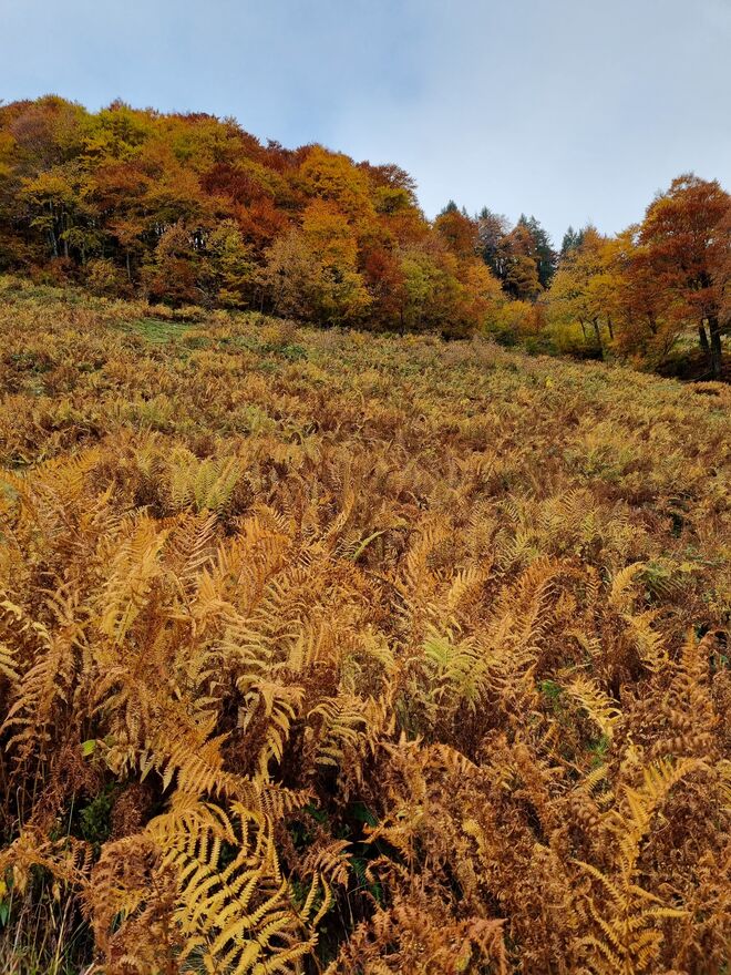 Herbstliches Farbenspiel 