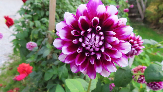 Dahlie treibt es ganz bunt