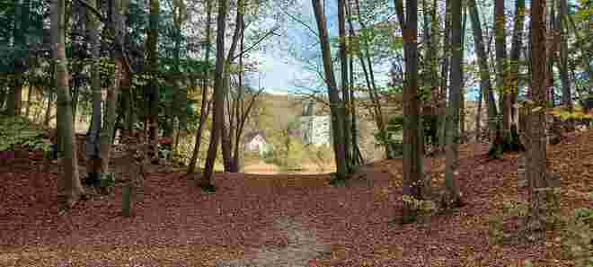 Laubwald mit Aussicht
