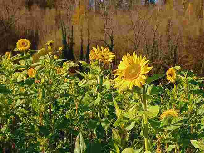 Novembersonnenblumen
