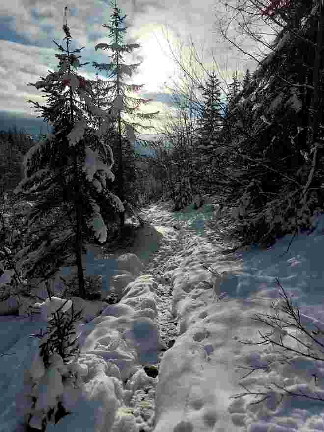 Im Winterwald
