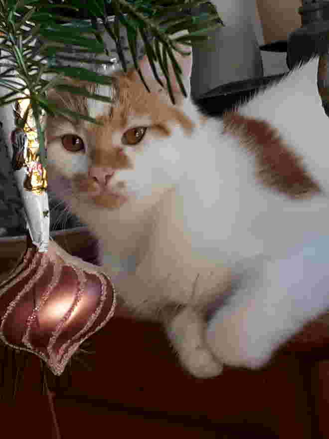 Fröhliche Weihnachten!