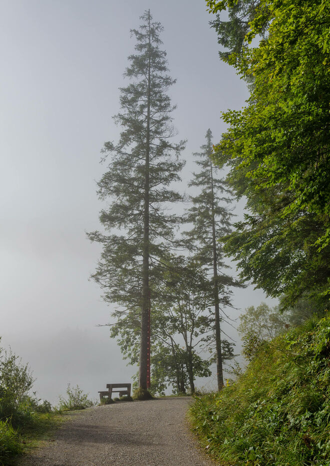 Herbstnebel am Offensee
