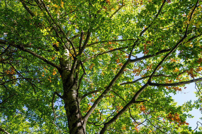 Der Herbst klopft an !